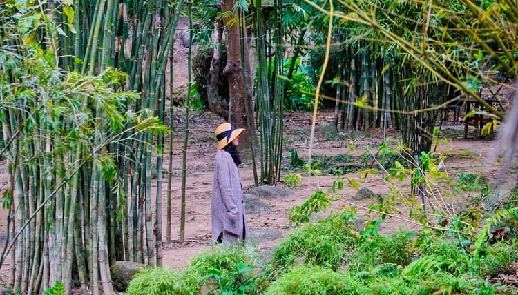 Khám Phá Sơn Trà Tịnh Viên: Nơi Tĩnh Lặng Giữa Thiên Nhiên Hoang Sơ